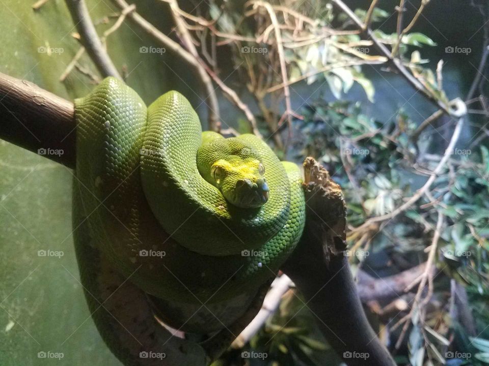 Snake at Bronx Zoo