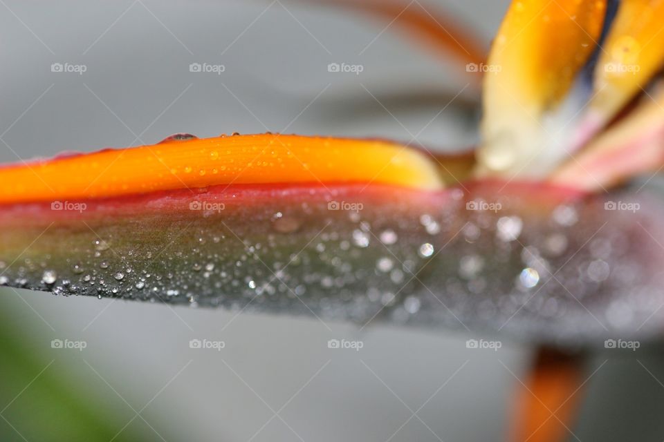 Macro detail of Bird of Paradise after rain fall