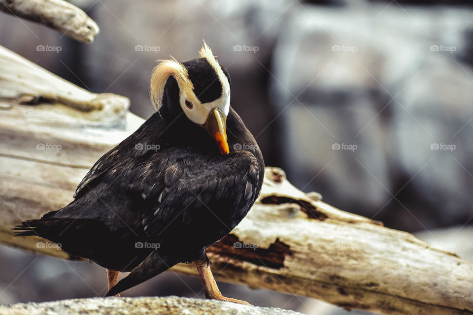 A puffin plumes his feathers beside a lake in the heart of Alaska. 