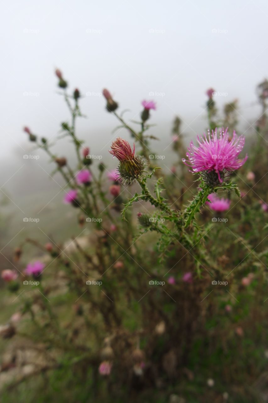 Thorny pink flower in foggy weather