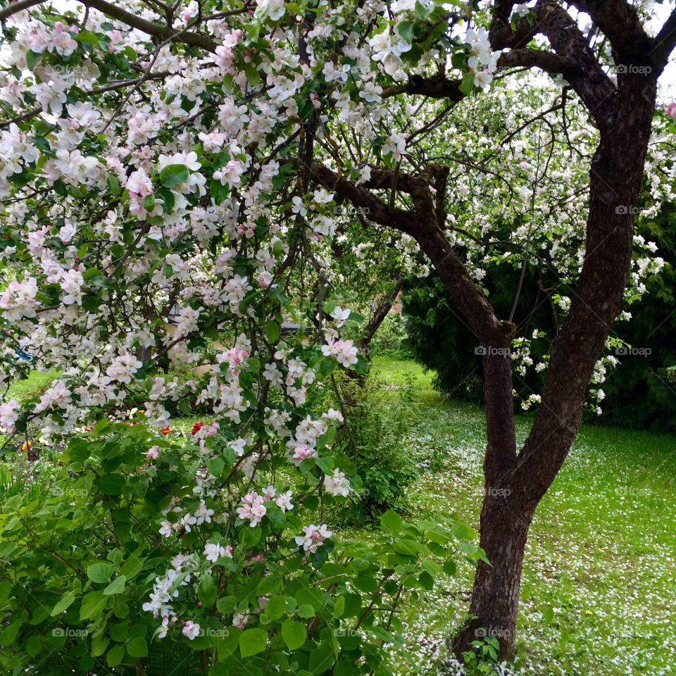Apple tree bloom green garden spring flowers