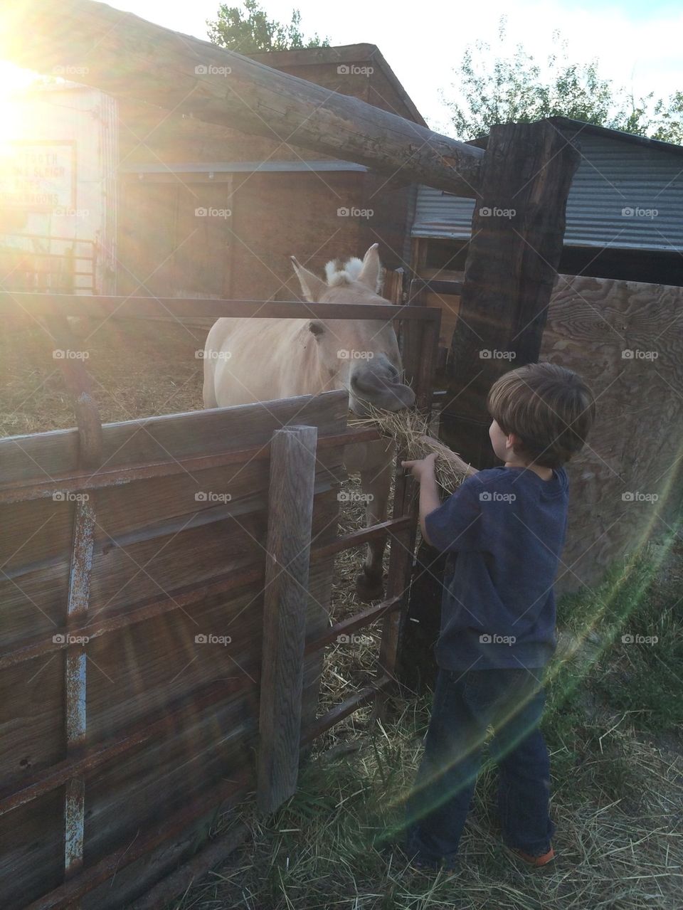 Feeding a Horse