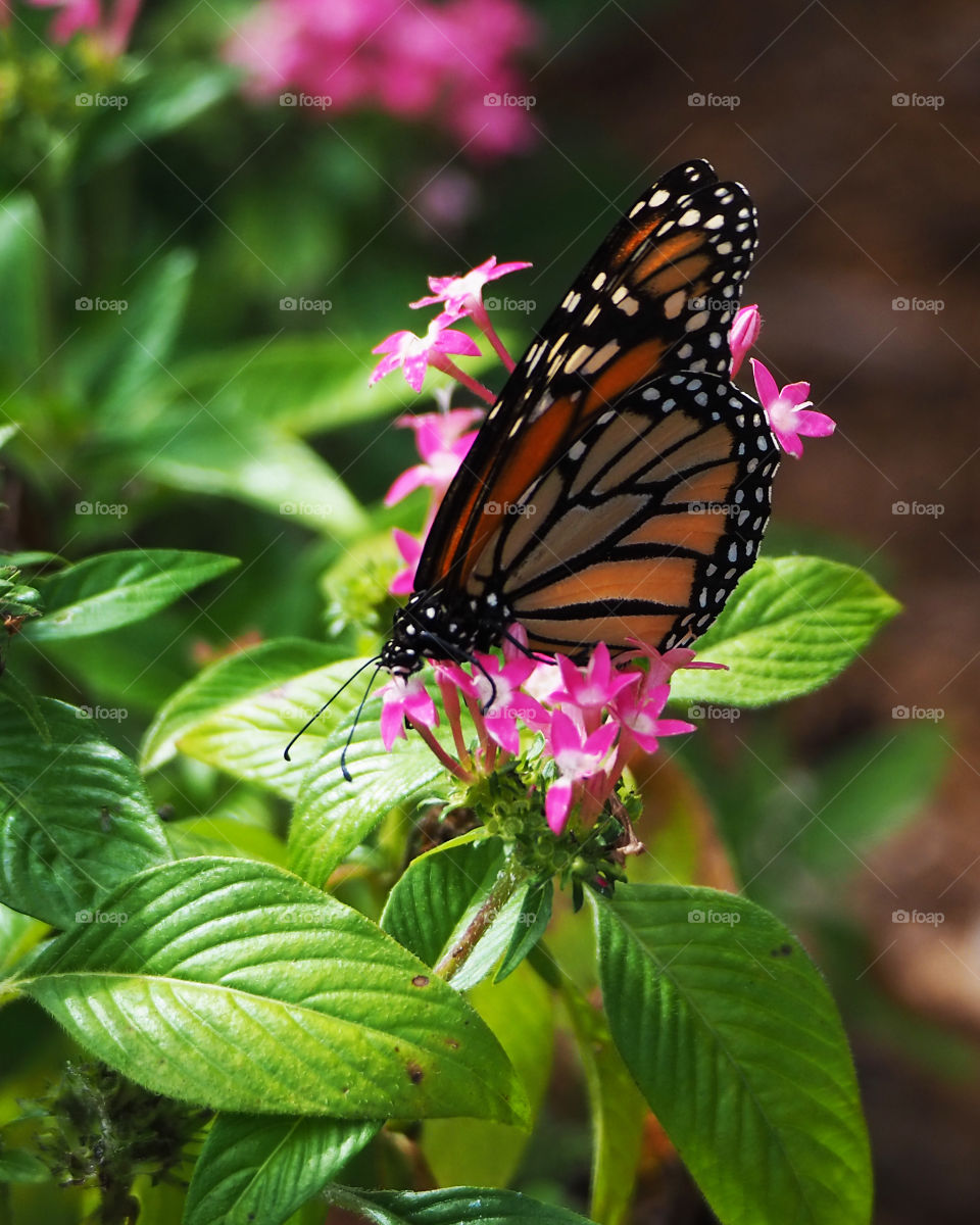 Monarch on pink Penta flower