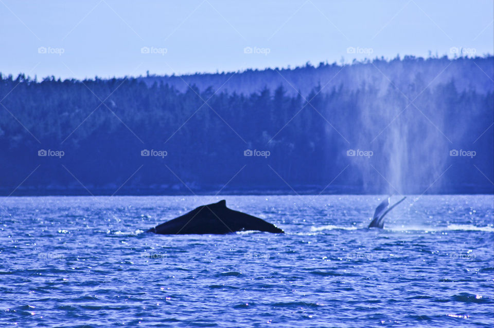 ocean whale alaska kgphotography by kghilieri
