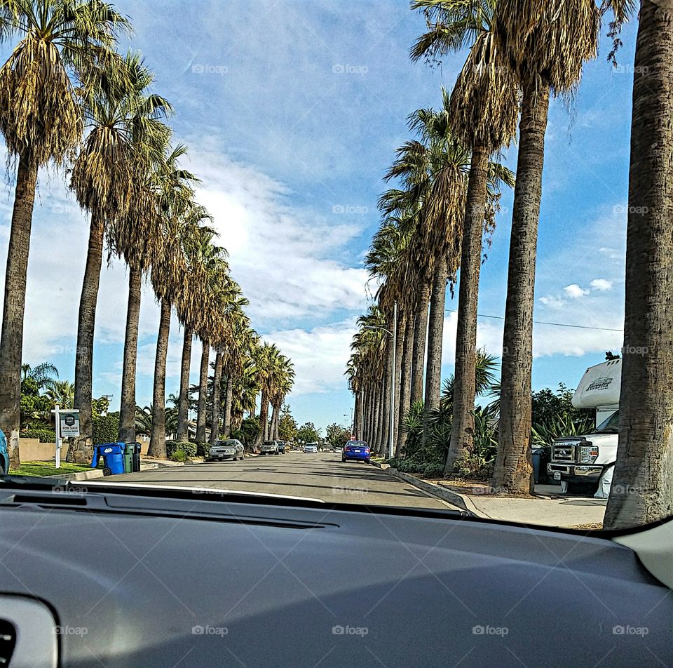 Driving down a palm tree lined road!