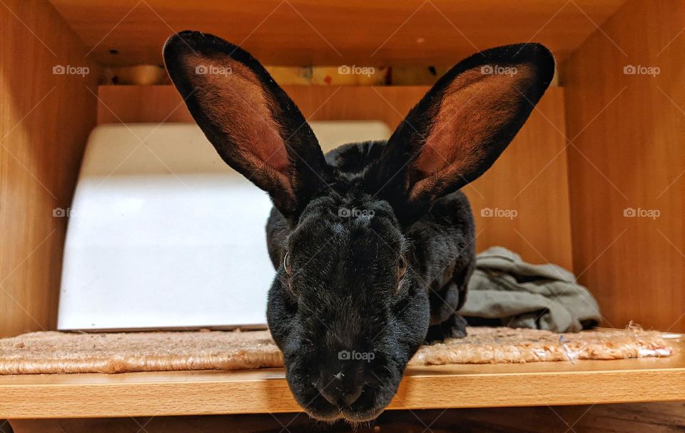 portrait of a domestic black rex rabbit