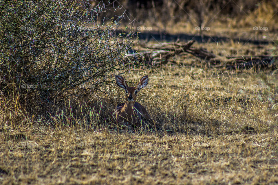small antelope restin in shade during heat of the day