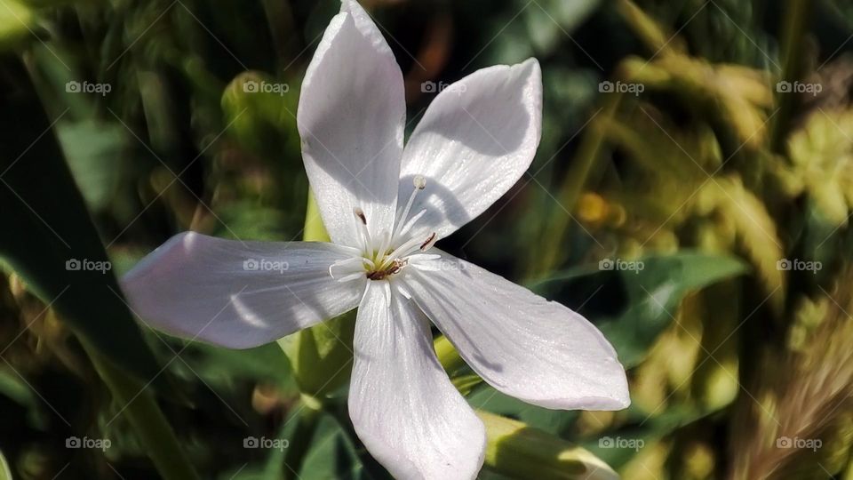 Macro photo of flower growing in the garden