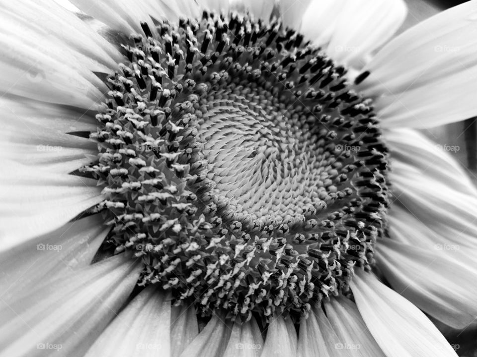 black and white flower closeup