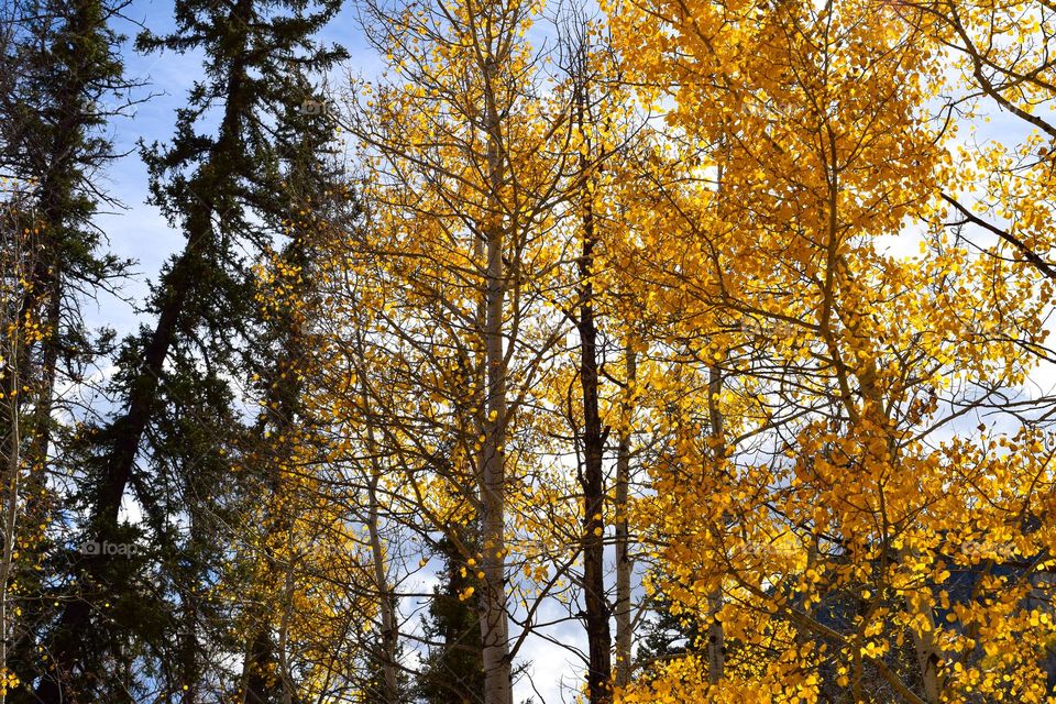 Leaves turn gold in celebration of the fall season