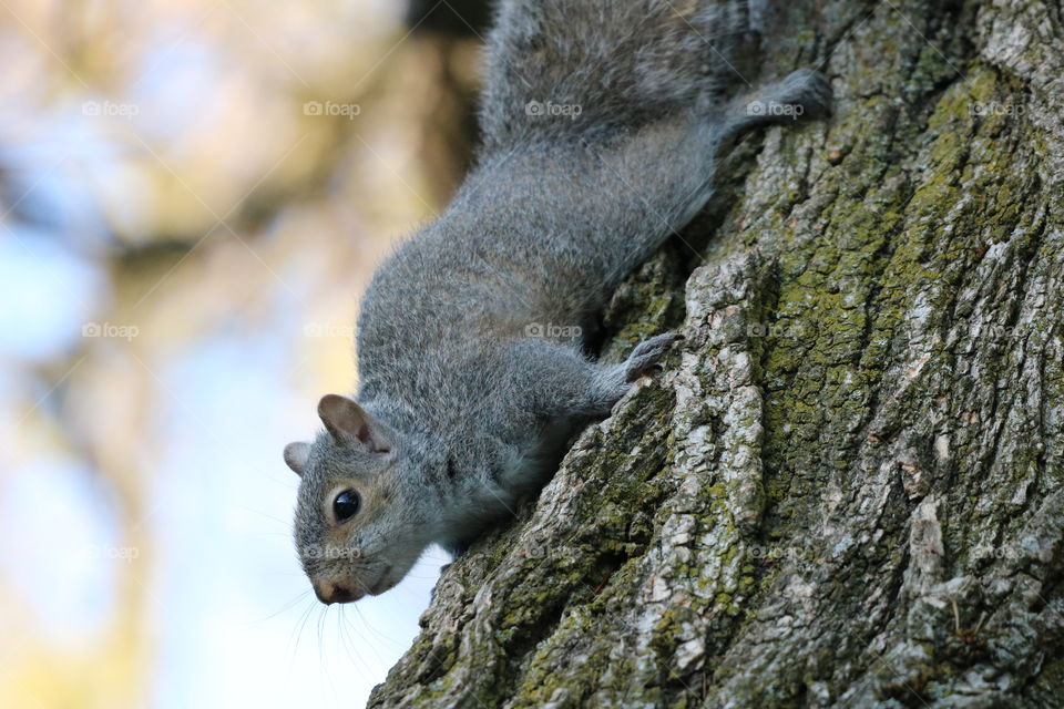 Squirrel sliding down the tree trunk