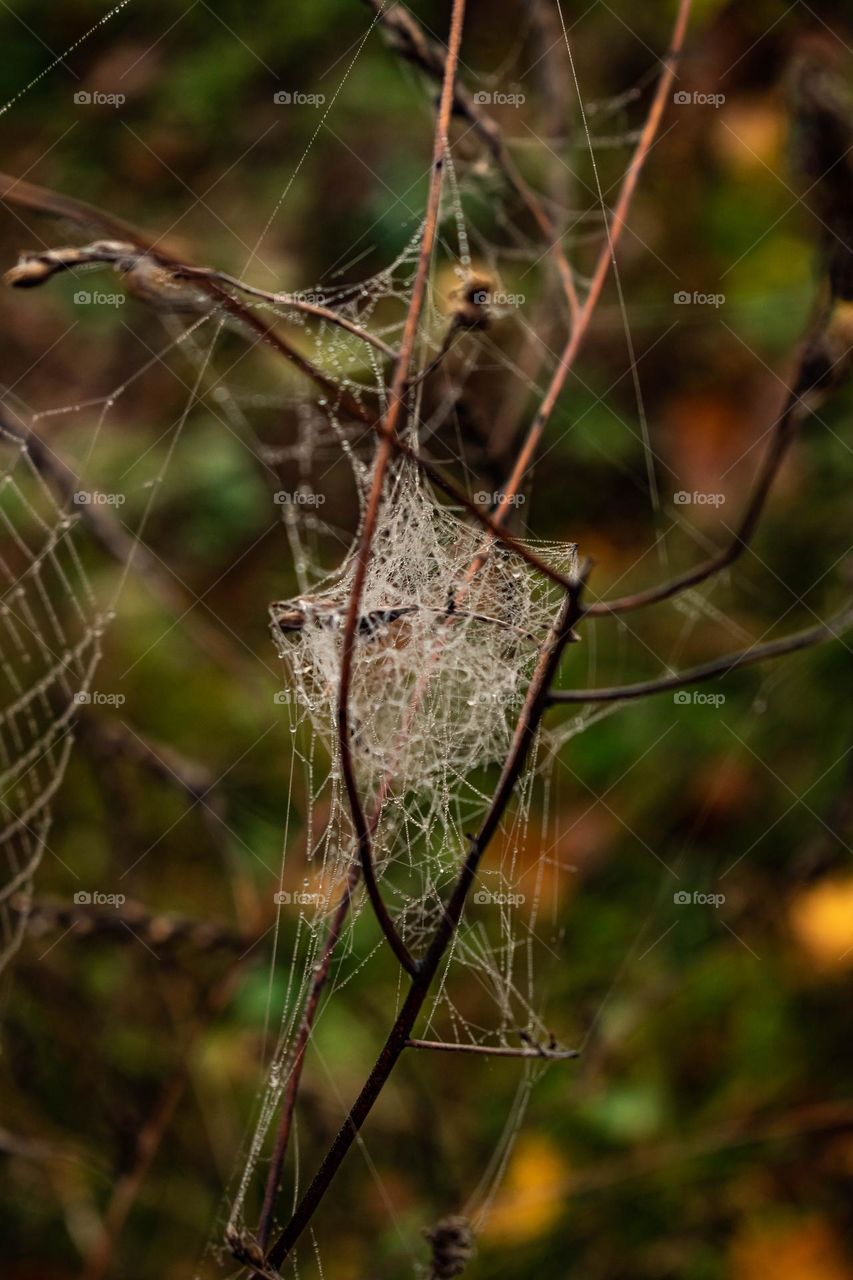 spider nest