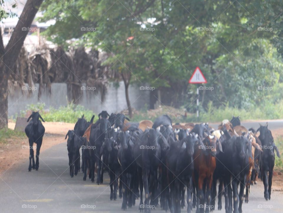 People, Group, Mammal, Cavalry, Adult