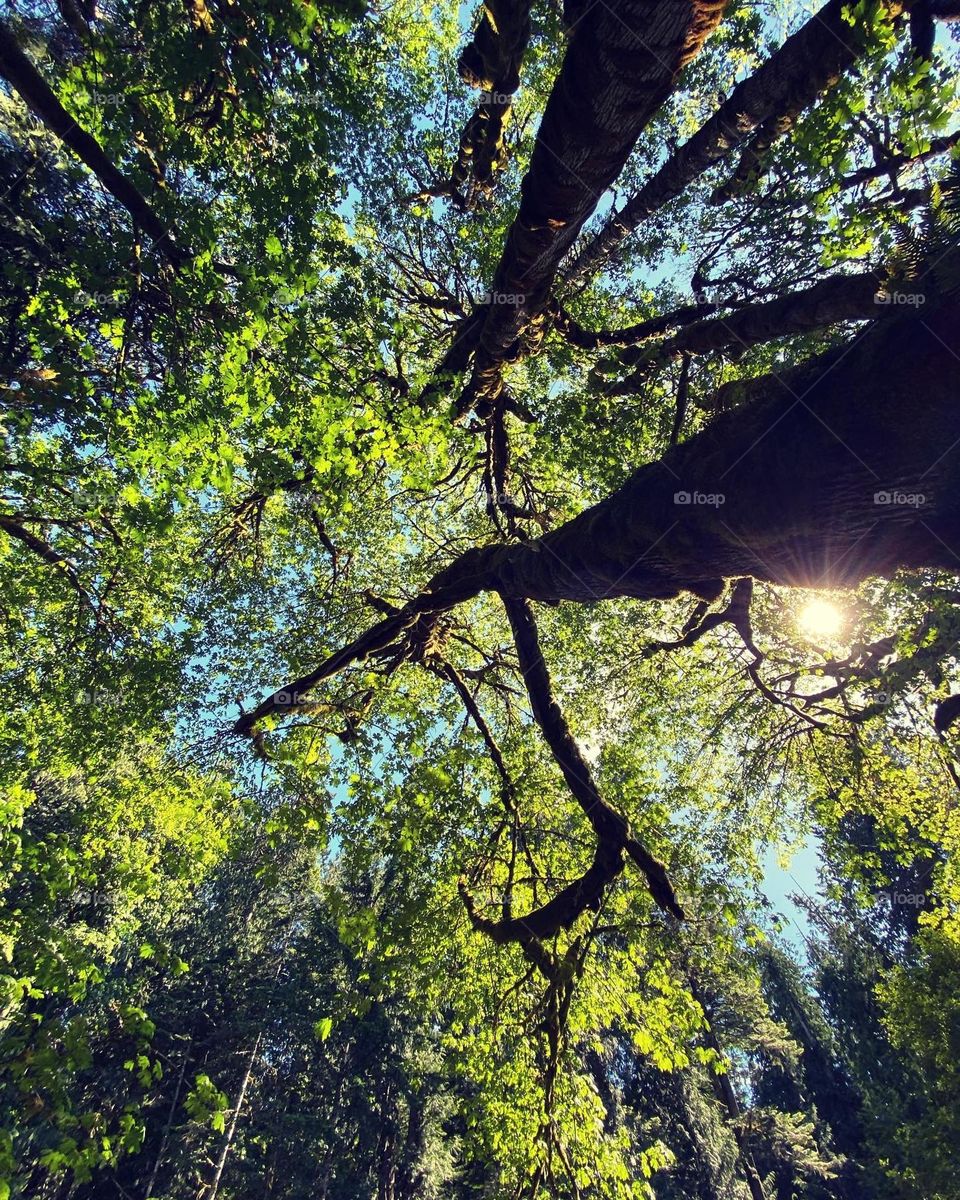 Trees reaching for the heavens