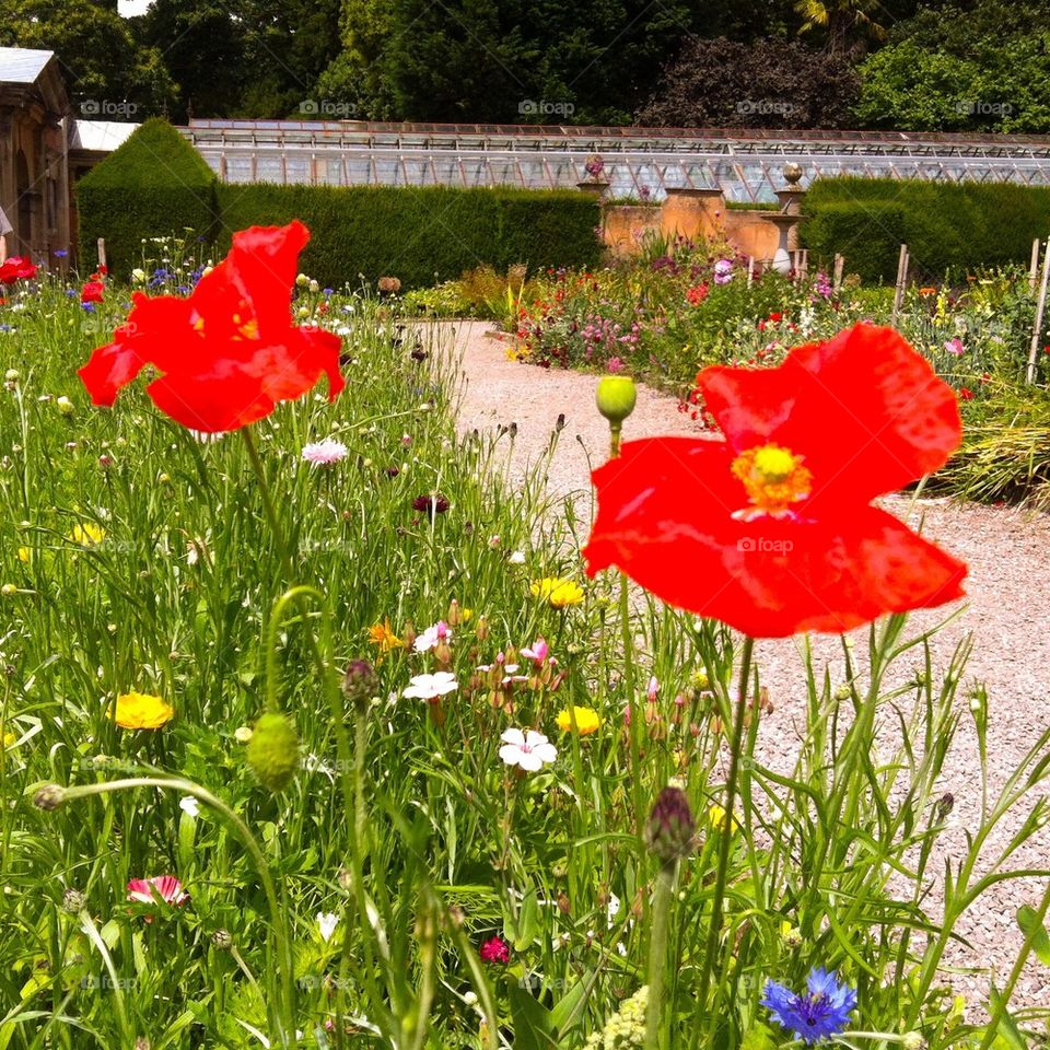 Flower garden