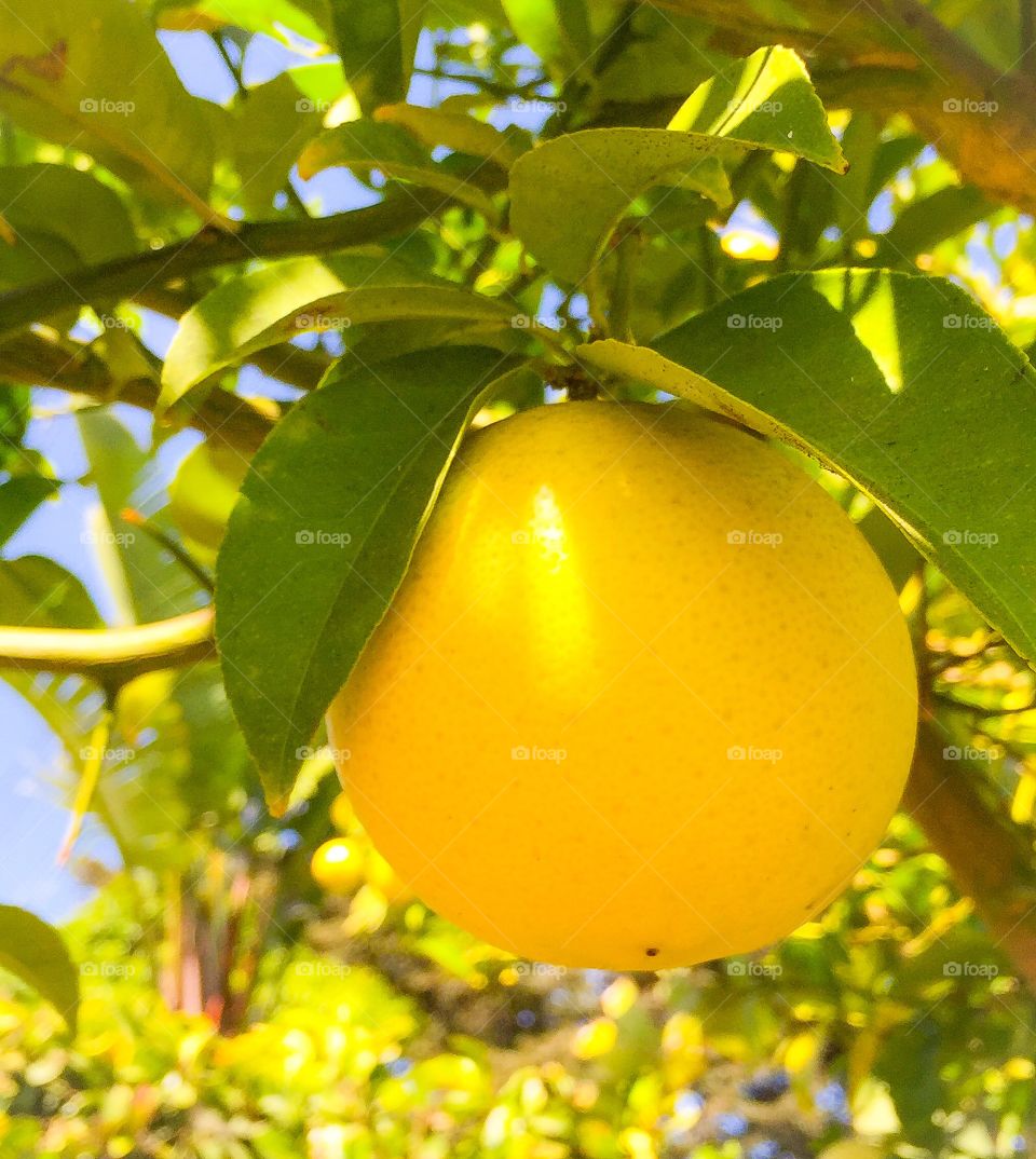 Lemon 