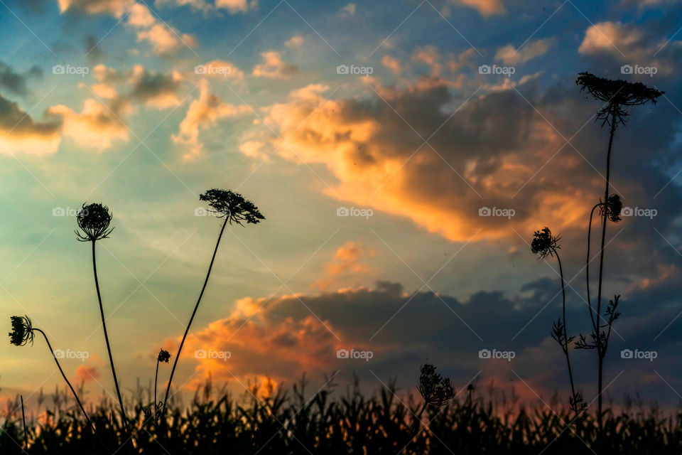 golden hour landscape