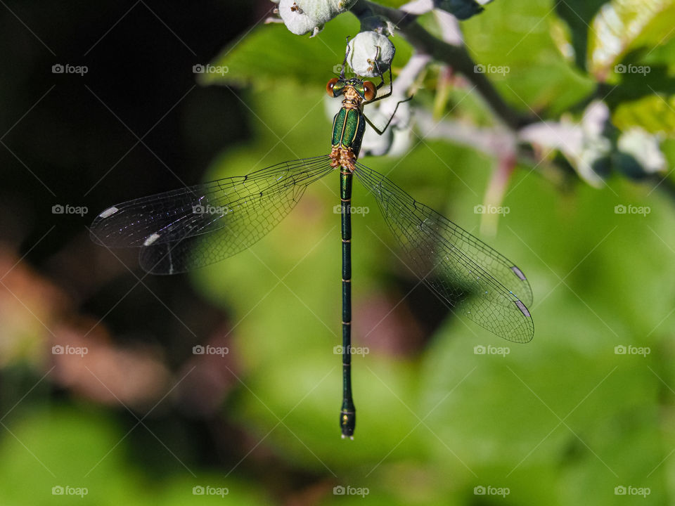 Caballito del Diablo 
Devil's Horse