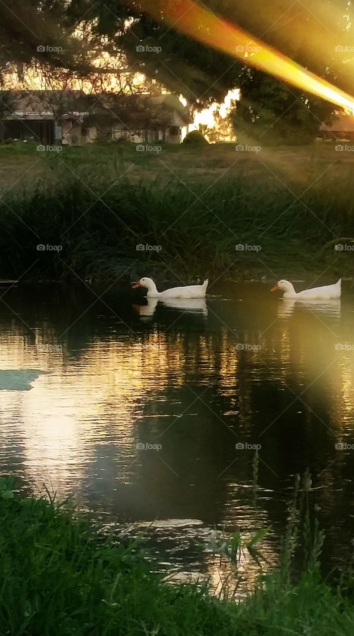 pair of ducks. golf course pond at sunset