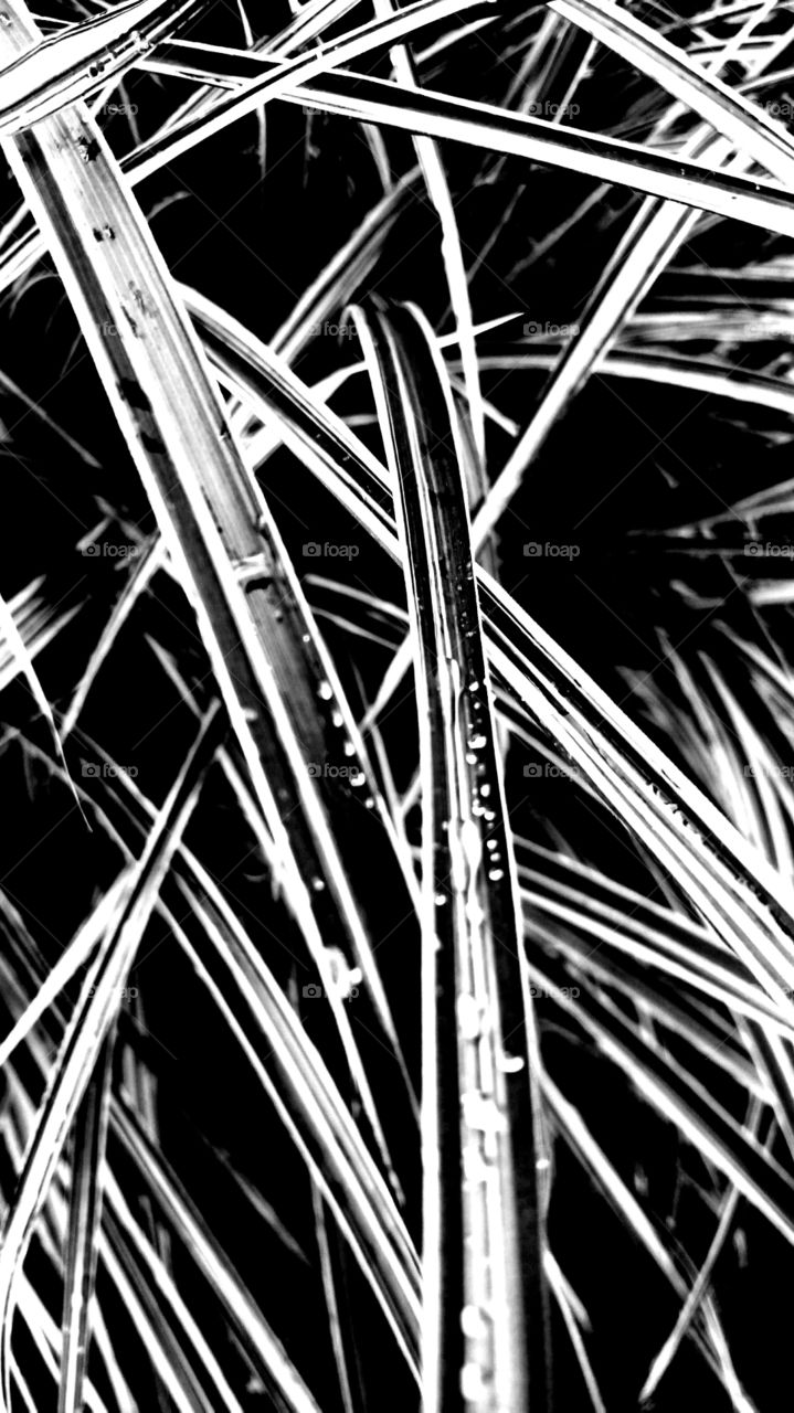 black white abstract lines art