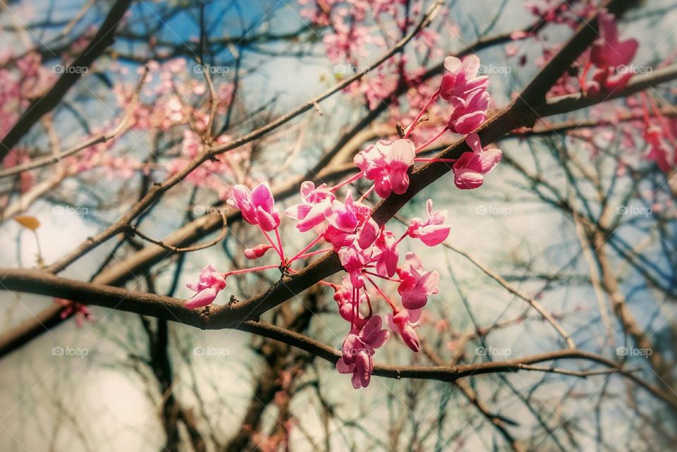 Red Bud Tree Blossoms