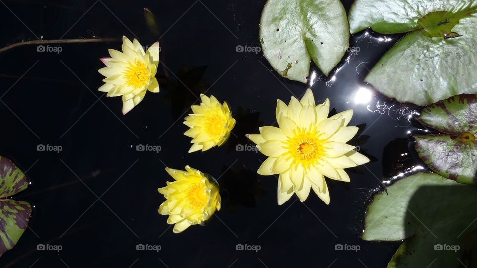 Four yellow waterlilies