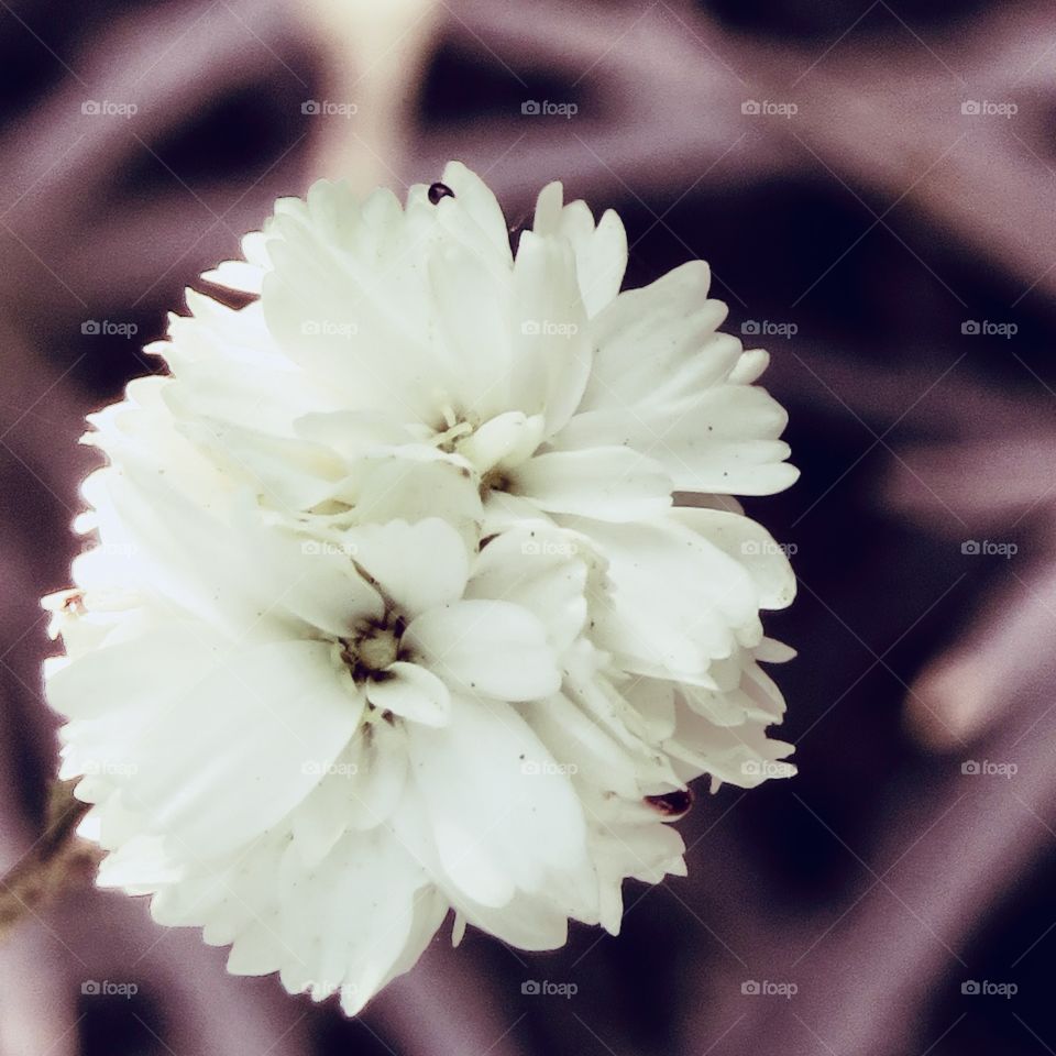 White Flowers…