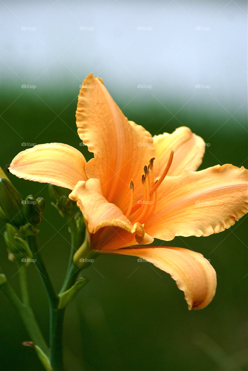 green spring flowers garden by somebeach