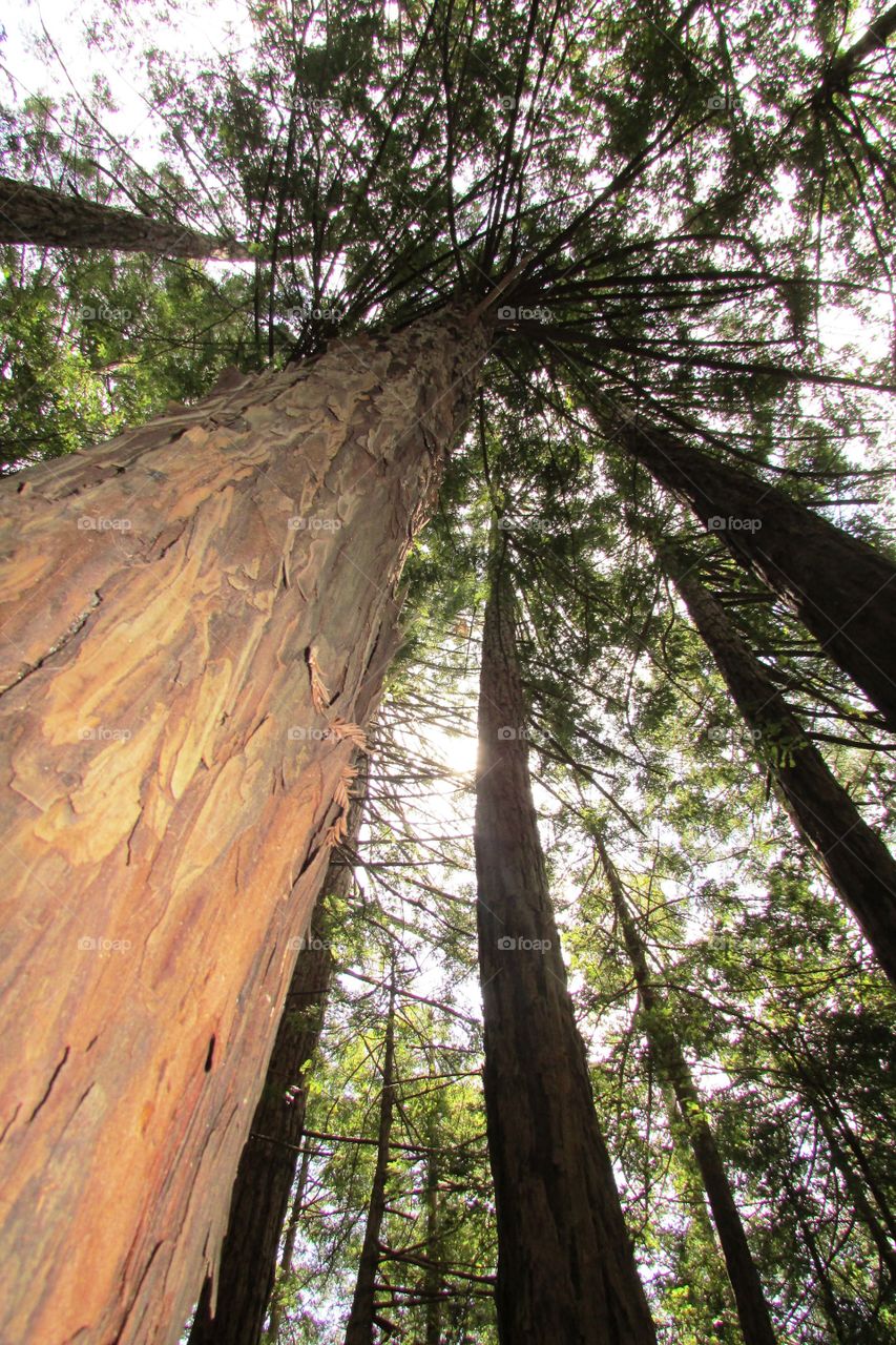 Low angle view of tree