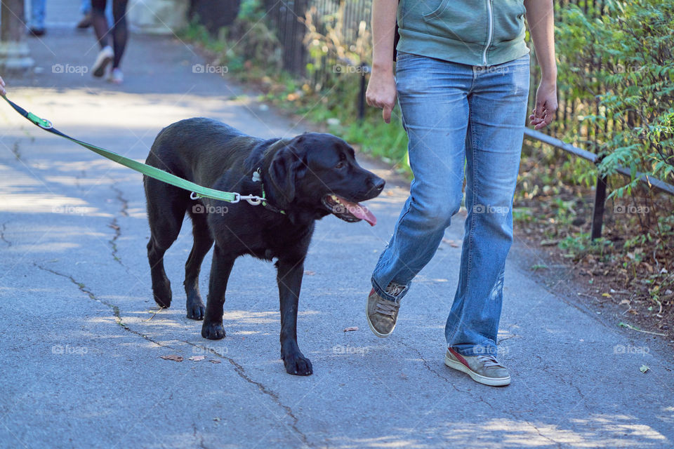 Labrador