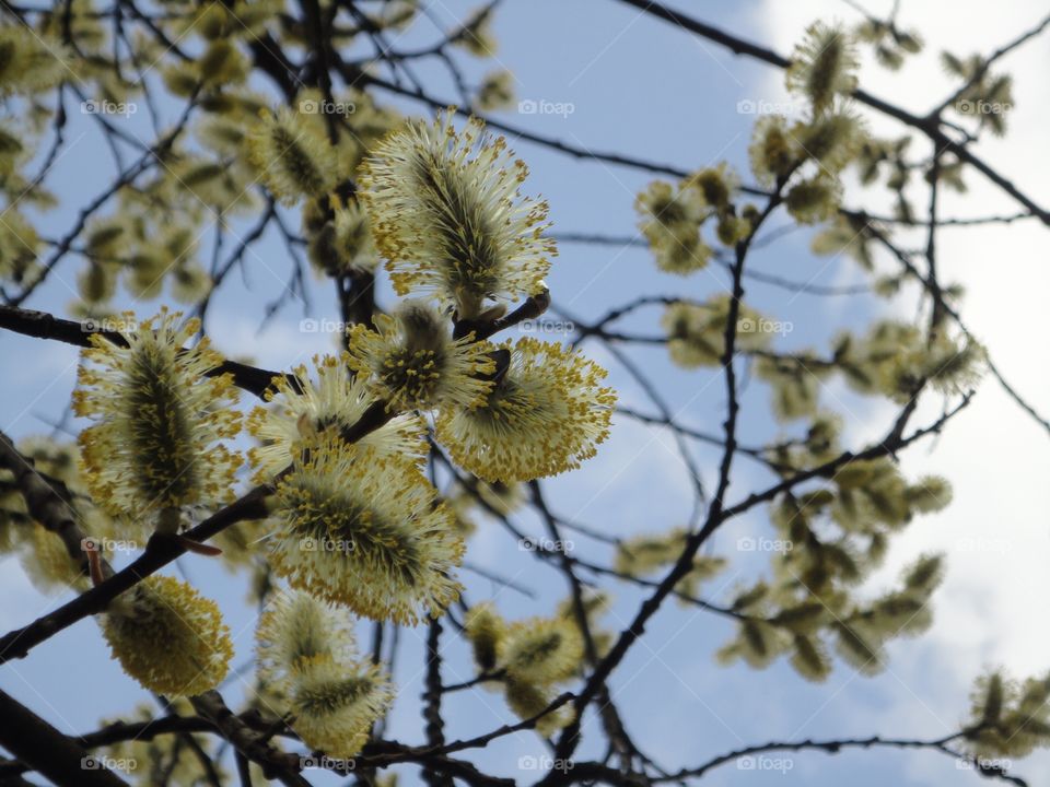 spring blooming tree yellow willow branch blue sky background