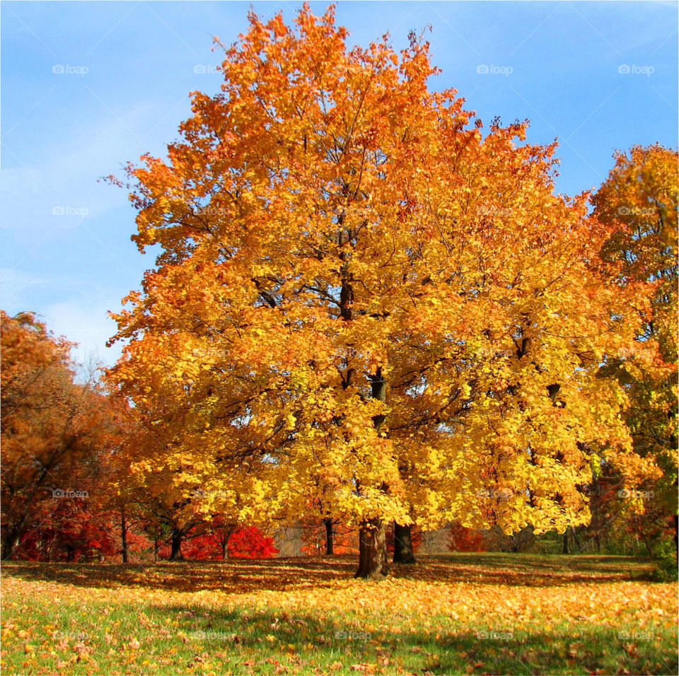tree autumn gold beauty by landon