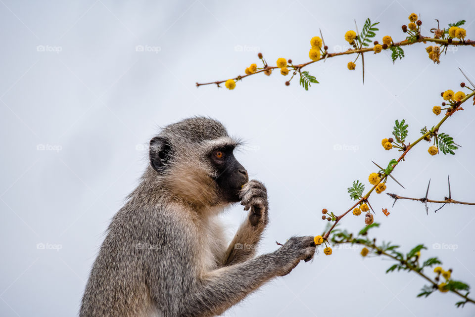 A female vervet monkey enjoying some yellow flowers for dinner