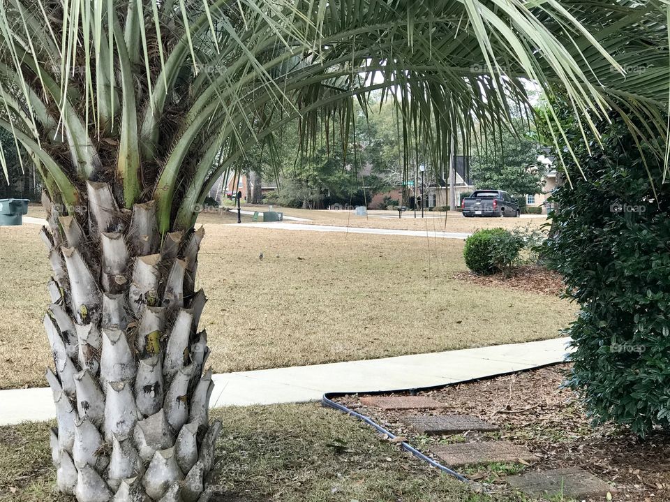 A palm tree in a suburban subdivision in Timber Creek Gold Village Daphne Alabama 