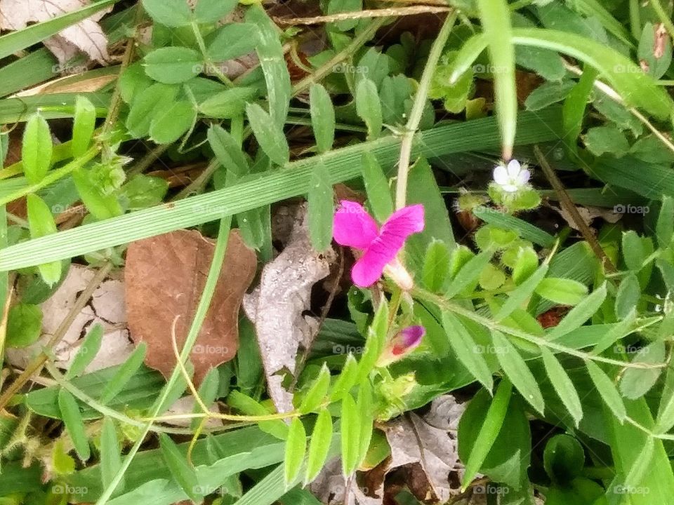 wild sweet pea