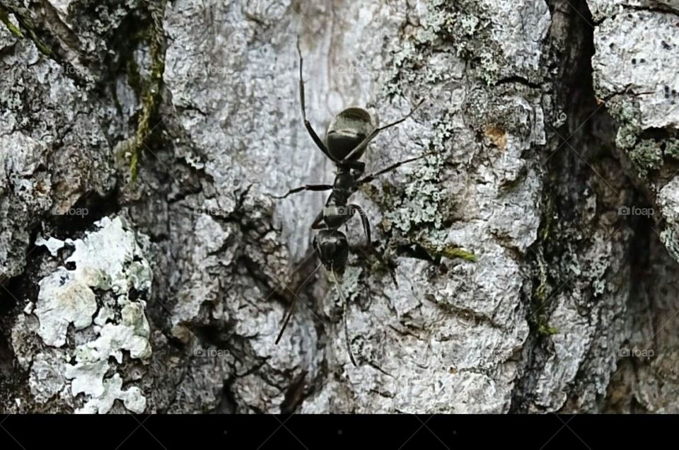 A black ant on a tree