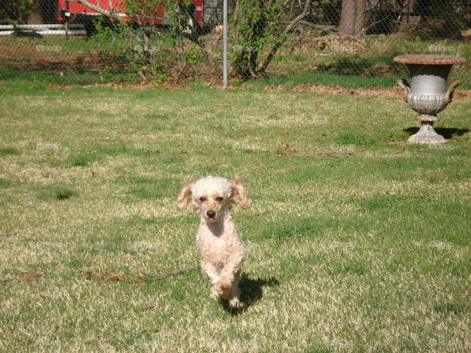 Poodle running on lawn in yard.