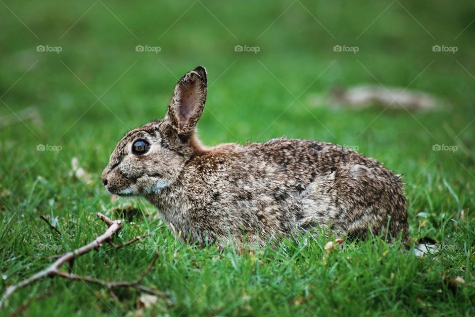 rabbit