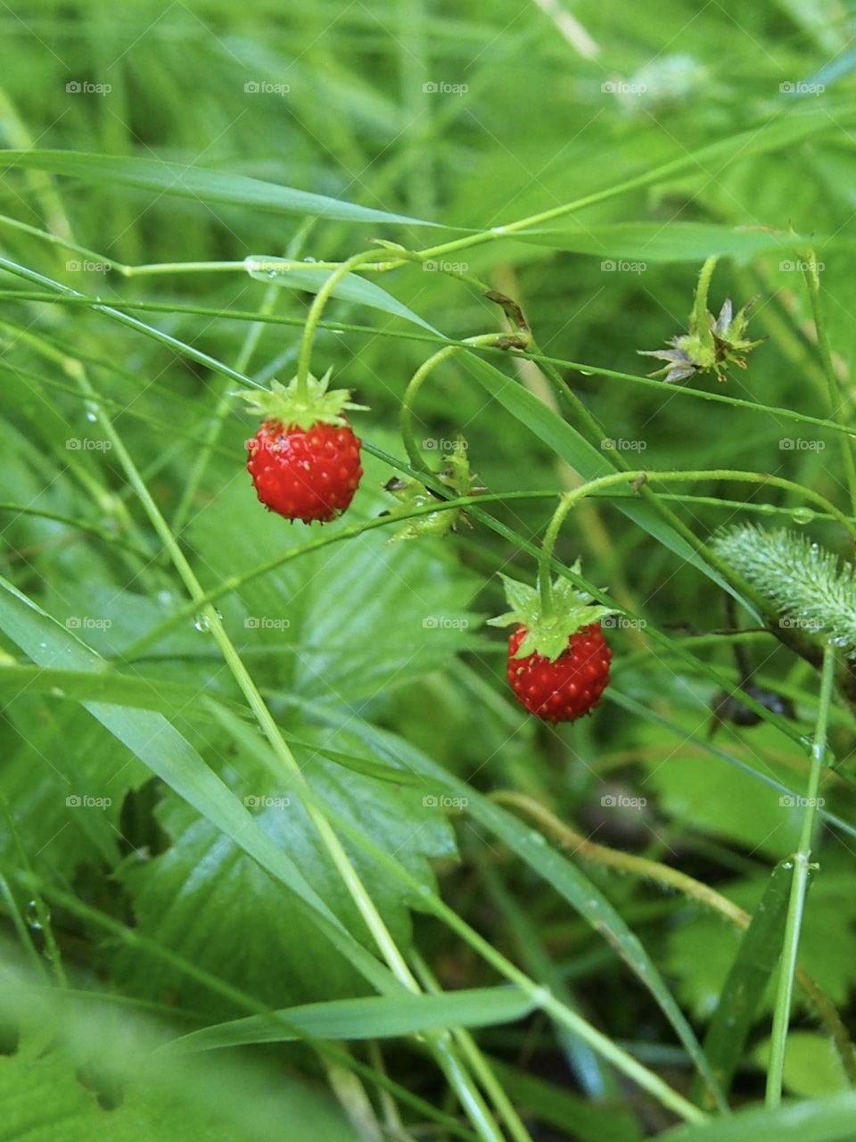 Wild strawberry