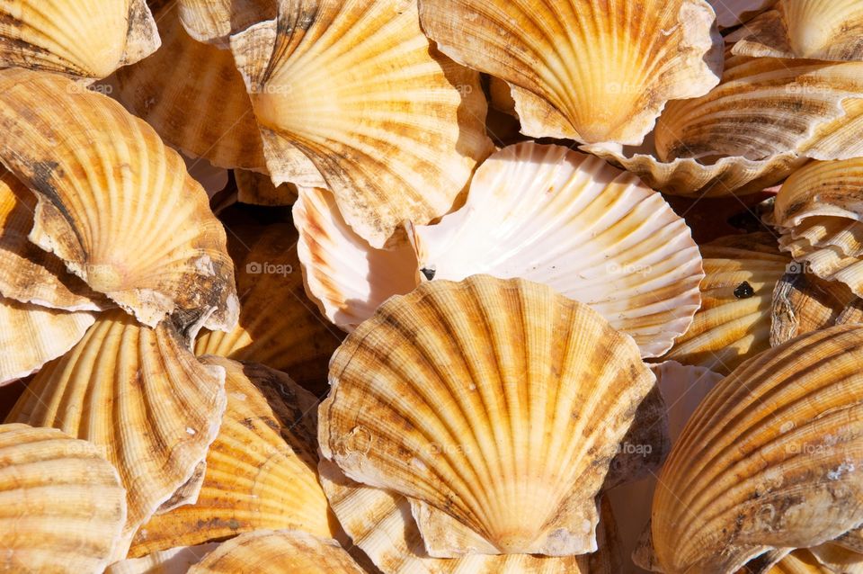 Shells