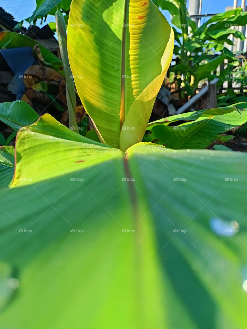 banana tree leaves
