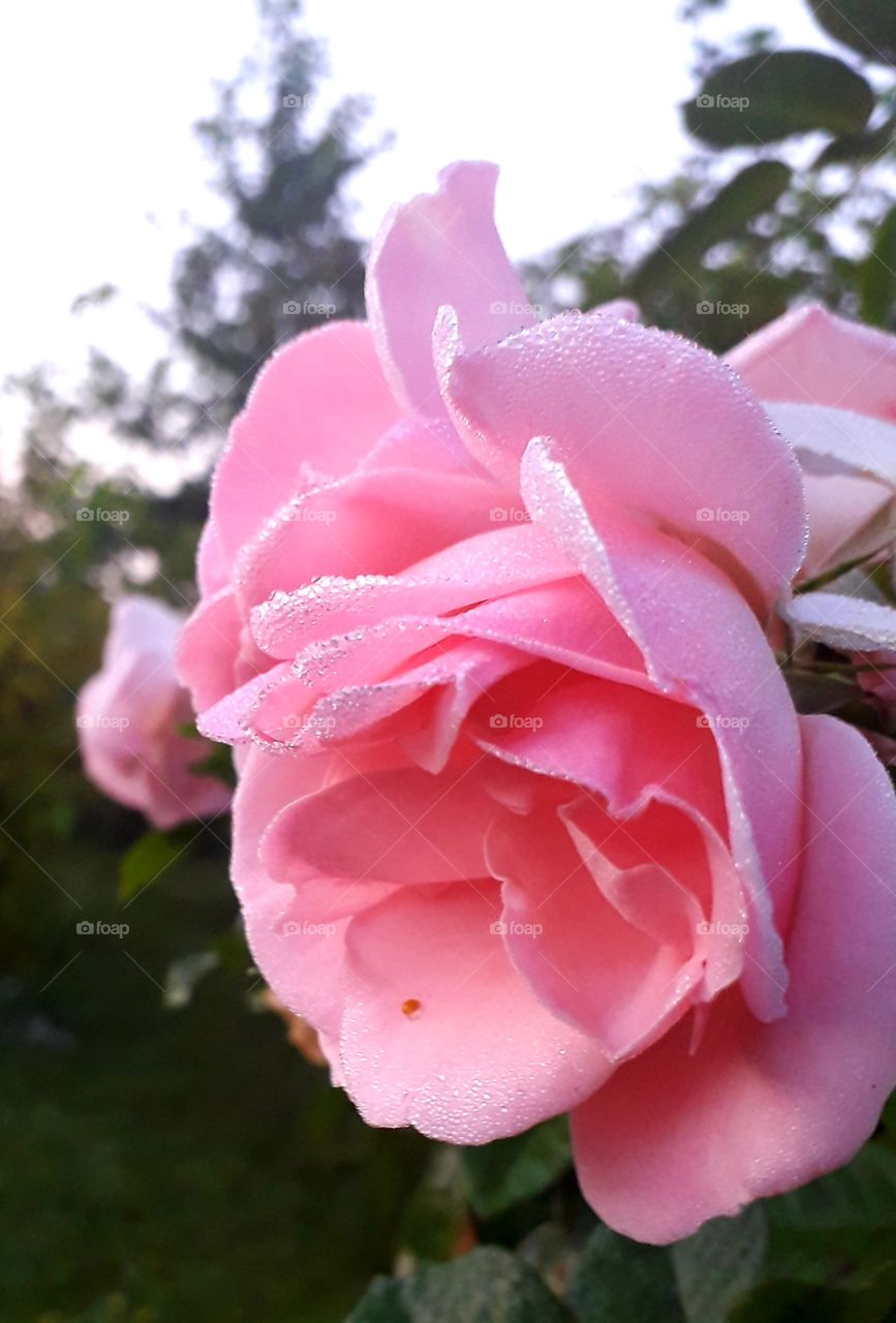 late autumn pink rose in dew in early morning