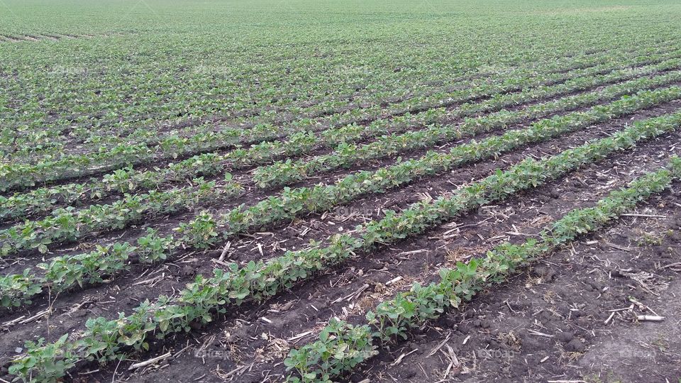 Soybean field rows
