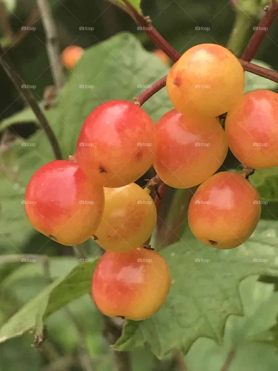 Fruit 