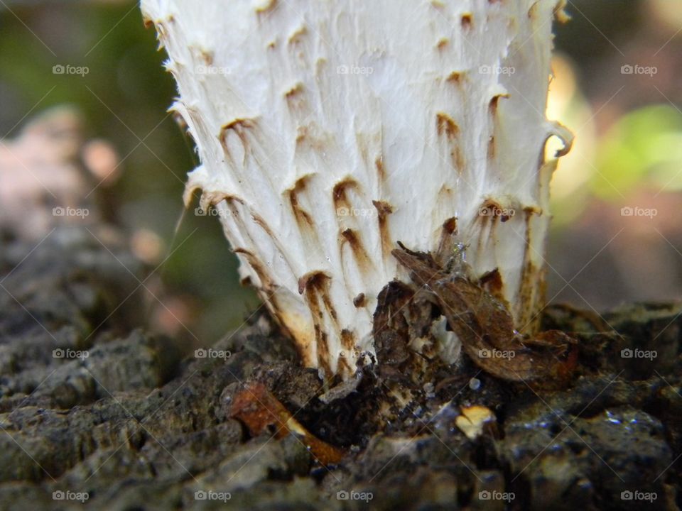 Fungus III. A mushroom growing under a rotting stump