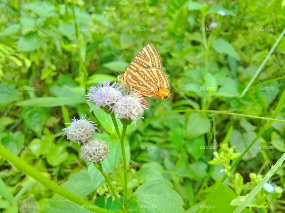 The butterfly is sucking the flower essence