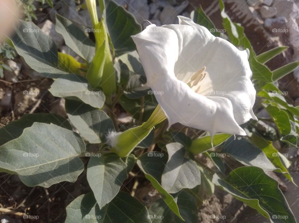 the Datura Flower white in colour looks very beautiful generally found everywhere fresh seasonal looking very beautiful