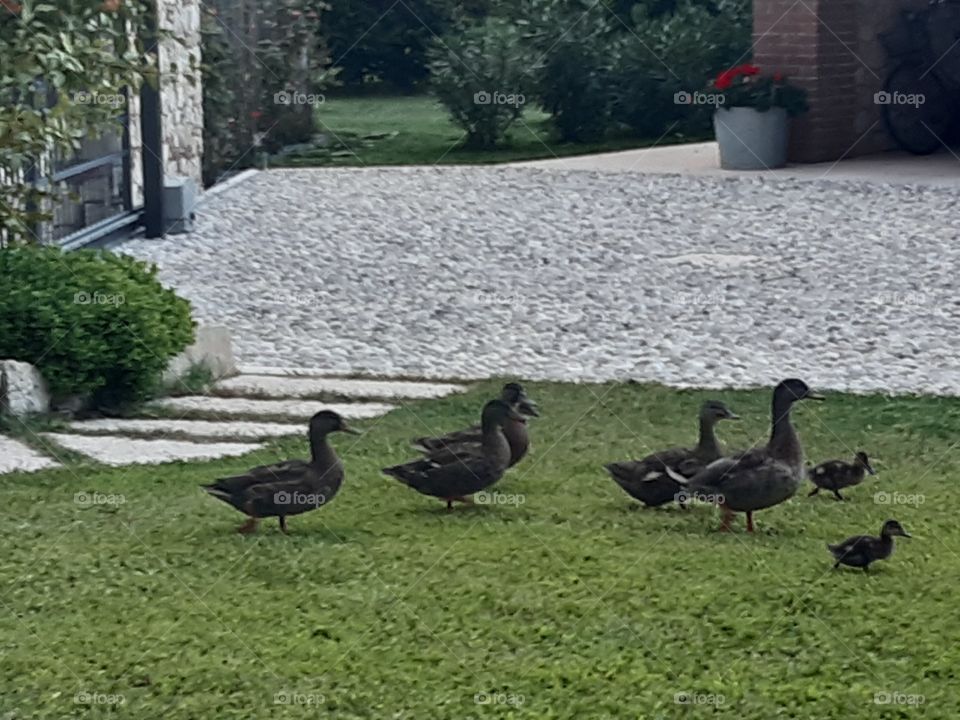 some ducks walking in the garden