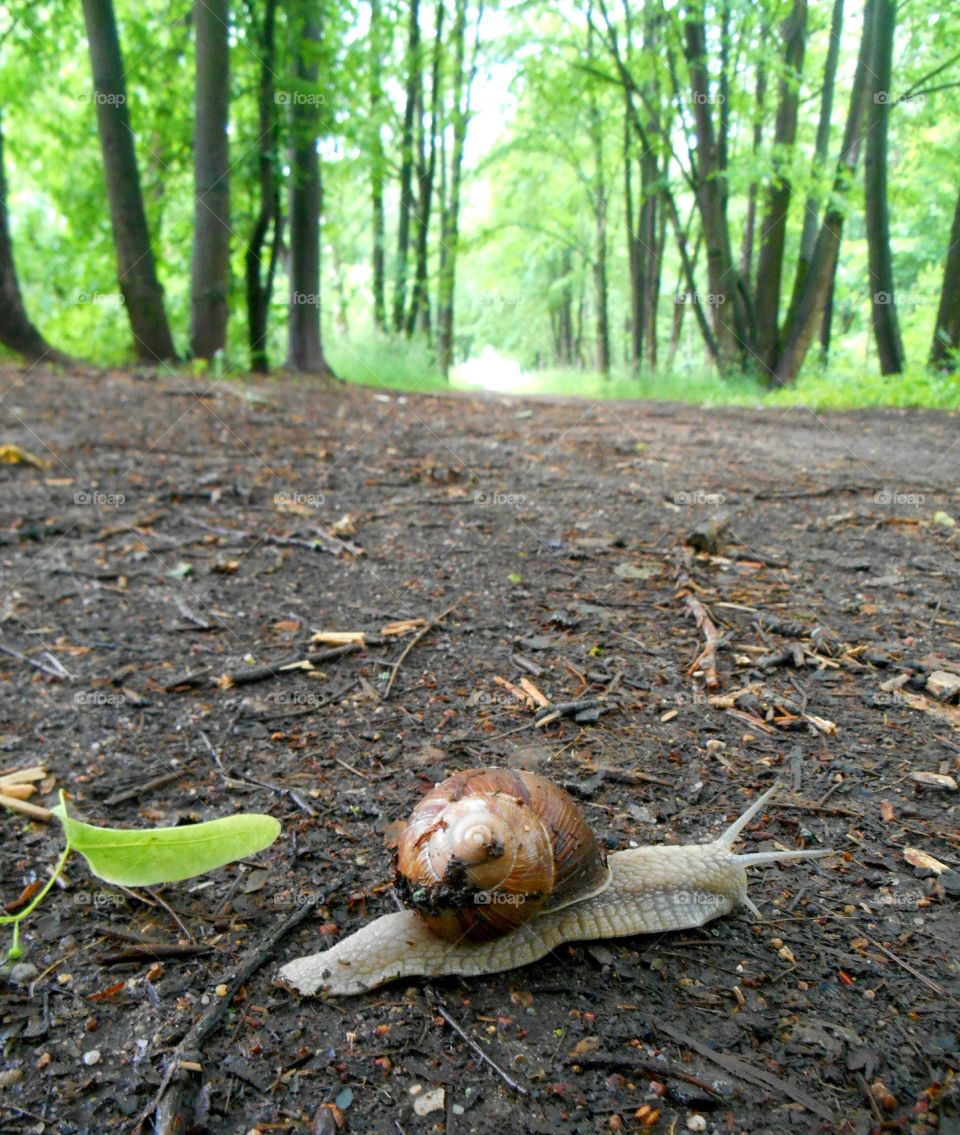 Slow, Snail, Gastropod, Nature, Slug