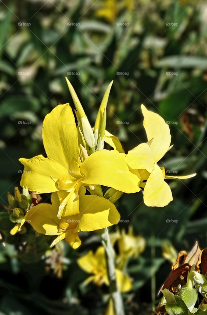 Canna glauca